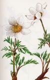 Pulsatilla alpina"